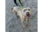 Adopt Bubbles* a Tan/Yellow/Fawn American Pit Bull Terrier / Mixed dog in El