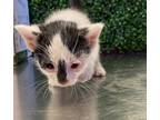Adopt OREO a All Black Domestic Longhair / Mixed cat in El Paso, TX (40688094)