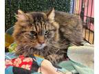 Adopt Fluffy a Brown Tabby Domestic Longhair / Mixed cat in El Paso