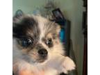 Pomeranian Puppy for sale in Elizabethtown, IL, USA