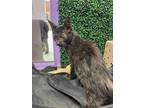 Adopt Shorty a All Black Domestic Longhair / Mixed cat in El Paso, TX (40688037)