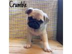Pug Puppy for sale in Rochester, MN, USA