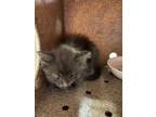 Adopt 52575788 a Gray or Blue Domestic Longhair / Mixed cat in El Paso