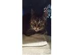Adopt Luna a Gray, Blue or Silver Tabby Domestic Shorthair cat in Hinton