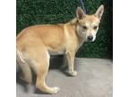 Adopt Squiggle* a Red/Golden/Orange/Chestnut Shiba Inu / Mixed dog in El Paso
