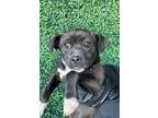 Adopt Runa a Black Shepherd (Unknown Type) / Mixed dog in El Paso, TX (40688193)