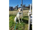 Adopt spot 1 a White Pointer / Mixed dog in Mt. Vernon, TX (40701773)