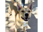 Adopt Elle* a Tan/Yellow/Fawn Border Terrier / Mixed dog in El Paso