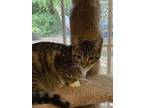 Adopt Muriel a Spotted Tabby/Leopard Spotted Domestic Shorthair / Mixed cat in