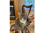 Adopt Max a Spotted Tabby/Leopard Spotted Domestic Shorthair / Mixed cat in