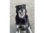 Adopt Mac a Black - with White Shepherd (Unknown Type) / Husky / Mixed dog in