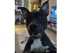 Adopt Dusse a Black - with White American Staffordshire Terrier / Mixed dog in