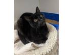 Adopt AGNES a All Black Domestic Shorthair / Domestic Shorthair / Mixed cat in