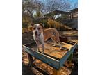 Adopt KIRA a Bull Terrier / Mixed dog in Marianna, FL (40700147)