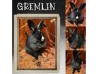 Adopt Gremlin a Black Lionhead / Mixed (long coat) rabbit in San Jose