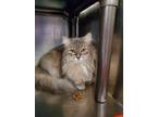 Adopt Misty a Gray or Blue Domestic Longhair / Domestic Shorthair / Mixed cat in