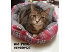 Adopt Big Steph - Stray a Brown or Chocolate Domestic Shorthair / Domestic