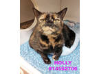 Adopt Holly a All Black Domestic Shorthair / Mixed Breed (Medium) / Mixed (short