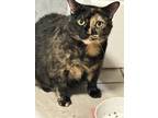 Adopt Sativa a Tortoiseshell American Shorthair / Mixed (medium coat) cat in