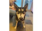 Adopt Emma a Black Siberian Husky / Mixed dog in El Paso, TX (40688665)
