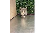 Adopt 52727548 a Gray or Blue Domestic Shorthair / Mixed cat in El Paso
