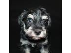 Schnauzer (Miniature) Puppy for sale in Westmoreland, TN, USA
