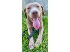 Adopt Hardy a American Pit Bull Terrier / Mixed dog in St.