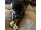 Adopt Rosie XIV a Black Pit Bull Terrier / Mixed dog in Dallas, TX (39726790)