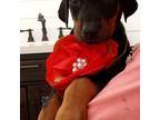 Doberman Pinscher Puppy for sale in Jacksonville, FL, USA