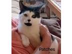 Adopt Patches a All Black Domestic Shorthair / Mixed Breed (Medium) / Mixed