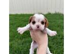 Cavalier King Charles Spaniel Puppy for sale in Sayre, OK, USA
