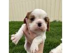 Cavalier King Charles Spaniel Puppy for sale in Sayre, OK, USA