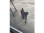 Adopt Candy a Black - with White Jack Russell Terrier / Mixed Breed (Small) /