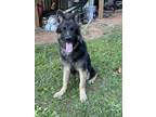 Adopt Bookie a Black - with Tan, Yellow or Fawn German Shepherd Dog / Mixed dog