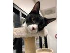Adopt Rose a Black & White or Tuxedo Domestic Mediumhair (medium coat) cat in