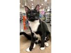 Adopt Dorothy a Black & White or Tuxedo Domestic Mediumhair (medium coat) cat in