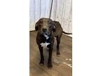 Adopt Zeke a Brown/Chocolate - with White Labrador Retriever dog in Opelousas