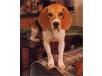 Adopt Zeke a Tricolor (Tan/Brown & Black & White) Beagle / Mixed dog in Tucson