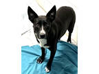 Adopt Heidi a Black Australian Kelpie / Mixed dog in Paducah, KY (40697611)