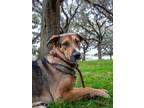 Adopt Drake Cake a Tan/Yellow/Fawn Golden Retriever / Mixed Breed (Medium) /