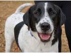 Adopt Apollo Creed a Black Border Collie / Mixed dog in Savannah, GA (39684730)