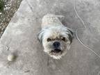 Adopt Chewy a Brown/Chocolate - with Tan Shih Tzu / Mixed dog in Kyle