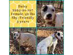 Adopt 2024-01-107 *Daisy* a Terrier (Unknown Type, Small) / Mixed dog in Winder