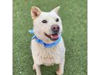 Adopt Ji-Guk a White Jindo / Mixed dog in Calgary, AB (40696804)