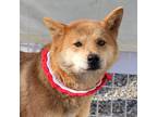 Adopt Nono a Brown/Chocolate - with White Jindo / Mixed dog in Calgary