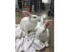 Adopt Fuse / TNT a New Zealand / Mixed (short coat) rabbit in Pflugerville