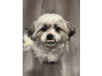 Adopt Lucky a White - with Gray or Silver Shih Tzu / Mixed dog in Santa Rosa