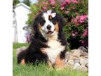 Bernese Mountain Dog Puppy for sale in Sugarcreek, OH, USA