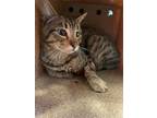 Adopt 55169289 a All Black Domestic Mediumhair / Mixed cat in El Paso