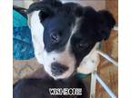 Adopt Wishbone a White - with Black Border Collie / Cattle Dog / Mixed dog in